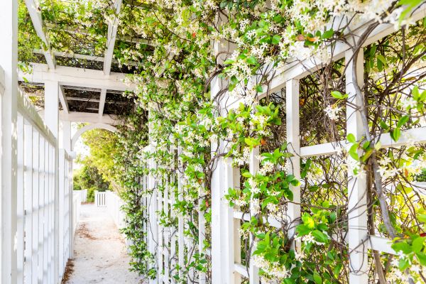 Cost of Trellis Repair in Westminster