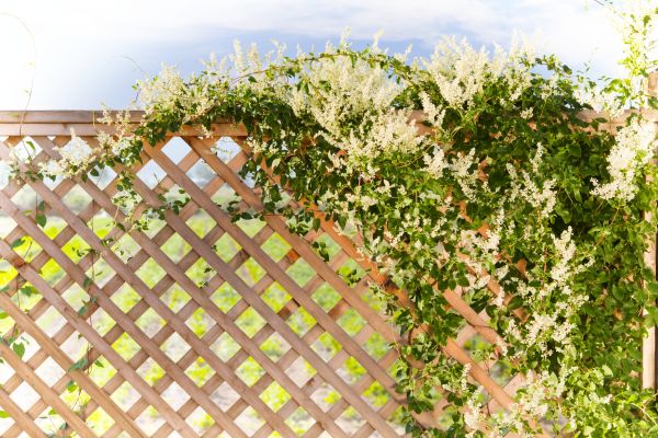 Cost of Lattice Repair in Westminster