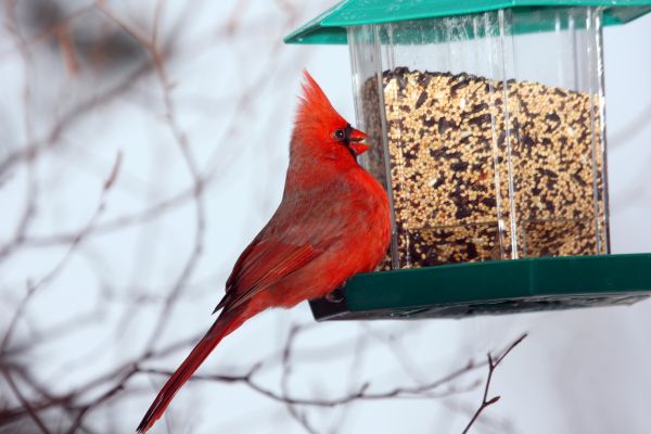 Cost of Bird Feeder Hanging in Westminster
